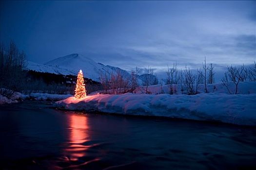 照亮,圣诞树,堤岸,河流,冬天,阿拉斯加