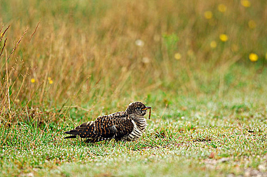 布谷鸟,大杜鹃,幼小,觅食,费吕沃,国家公园,荷兰