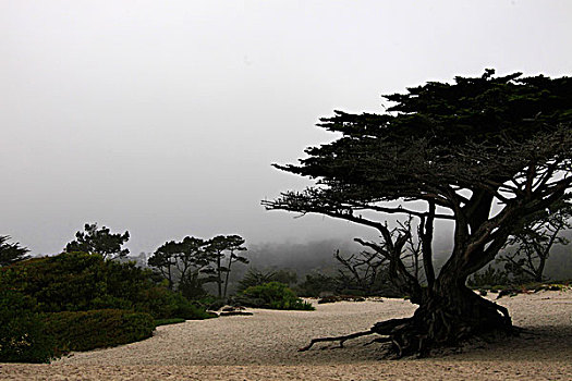 美国,加利福尼亚,海洋,沿岸,树
