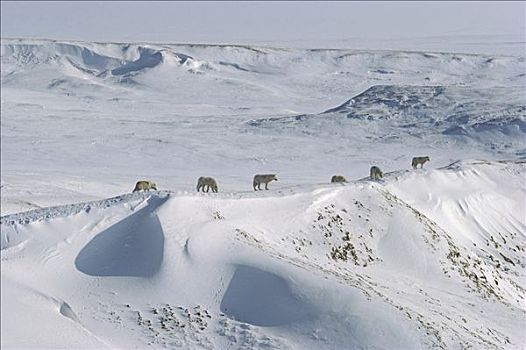 北极狼,狼,雪,苔原,艾利斯摩尔岛,加拿大