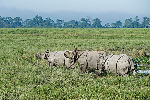 印度犀,印度犀牛,尝试,求爱,女性,卡齐兰加国家公园,印度