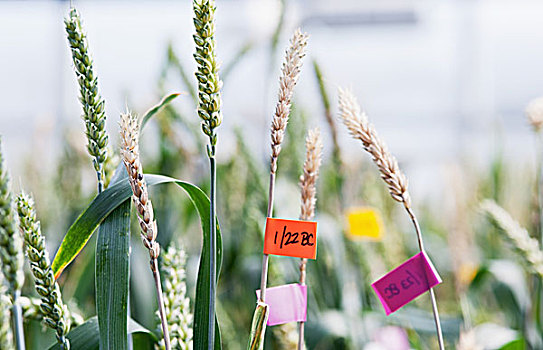 小麦,头部,种子,研究,温室,复杂,标示,实验,大学,公园,马里兰,美国