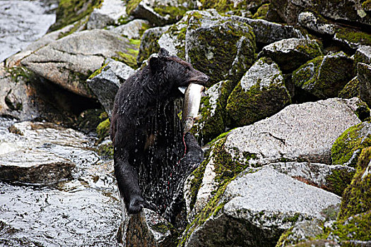 黑熊,美洲黑熊,雌性,粉色,三文鱼,太平洋鲑属,捕食,溪流,通加斯国家森林,阿拉斯加
