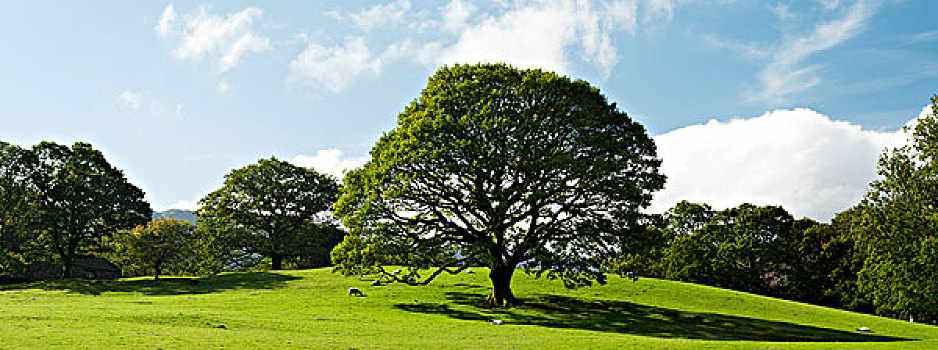 橡树,坎布里亚,英格兰
