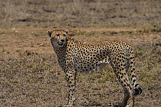 肯尼亚马赛马拉国家公园猎豹