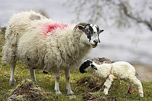 家羊,苏格兰,出生,羊羔,母羊,站立,茂尔岛,英国,欧洲