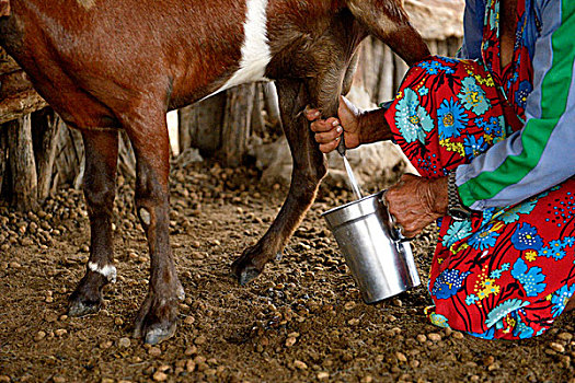 女人,挤奶,山羊,巴伊亚,巴西,南美