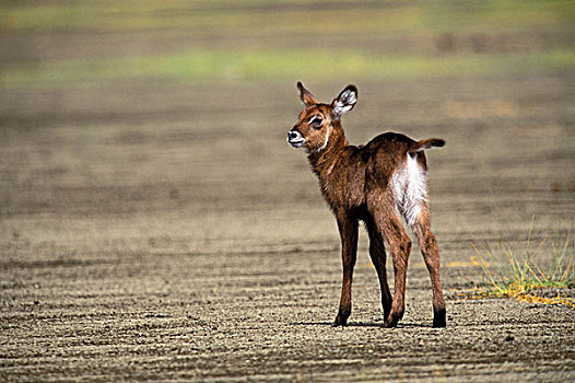 肯尼亚,纳库鲁湖国家公园,水羚