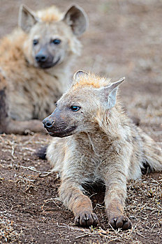 斑点土狼,笑,鬣狗,幼兽,男性,克鲁格国家公园,南非,非洲