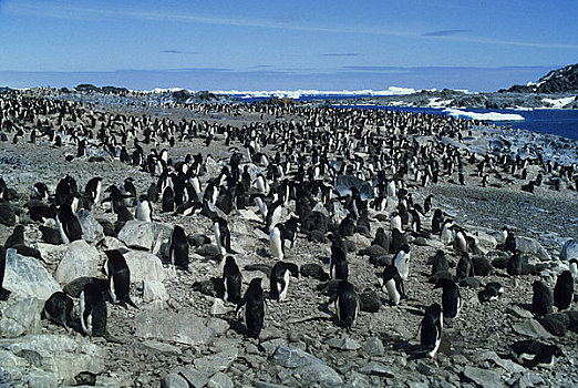南极,阿德利企鹅,生物群,岛屿