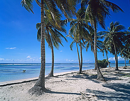 热带沙滩,棕榈树,瓜德罗普,法国,西印度群岛