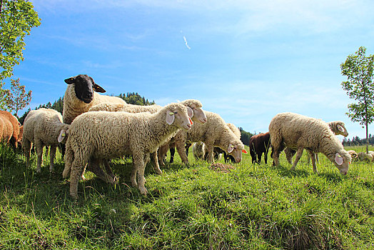 成群,家羊,草地,巴特辛德朗,巴伐利亚,德国,欧洲