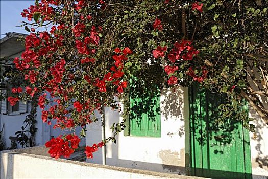 叶子花属,克里特岛,希腊