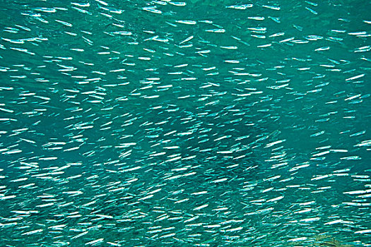 鱼群,托托拉岛,英属维京群岛,加勒比