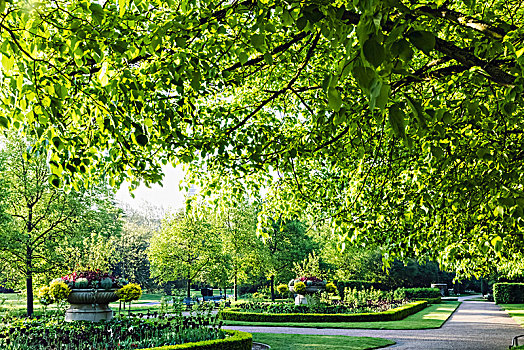 英格兰,伦敦,摄政公园,郁金香,树
