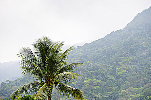 景色,风景,树林,里约热内卢,巴西