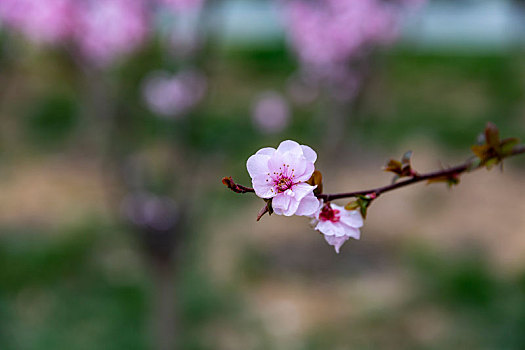 榆叶梅,丁香花