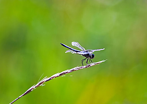蜻蜓,种球,草,不列颠哥伦比亚省,加拿大