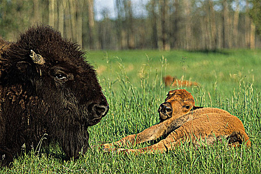 母牛,幼兽,麋鹿,岛屿,国家公园,艾伯塔省,加拿大