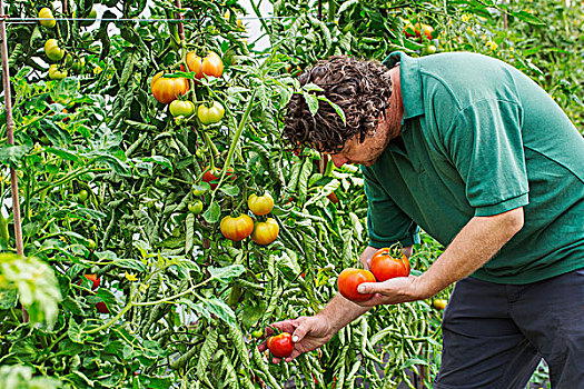 男性,园丁,弯腰,挑选,西红柿