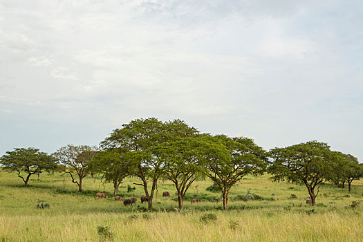 大象,草丛,风景,乌干达