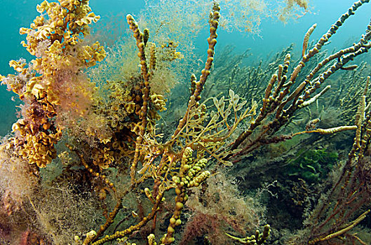 保护色,礁石,南澳大利亚州,澳大利亚