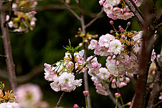 春天迎风盛开的粉白色梨花