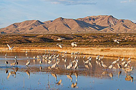 沙丘鹤,成群,水塘,博斯克德尔阿帕奇,新墨西哥