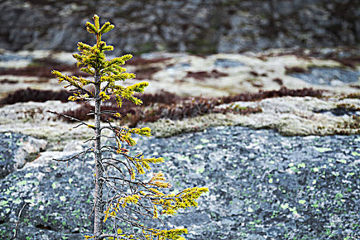 小,绿色,冷杉,沿岸,石头,挪威