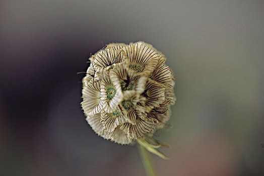 特写,稀有,花