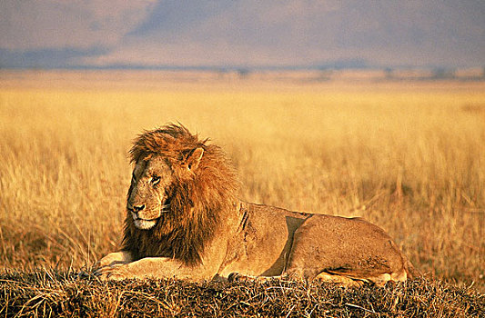 非洲狮,狮子,雄性,放入,热带草原,马赛马拉,公园,肯尼亚
