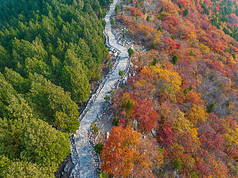 济南蝎子山蚰蜒山红叶