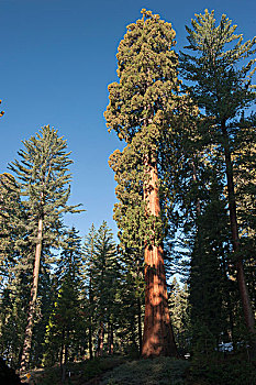 大树,美洲杉,国王峡谷,国家公园,加利福尼亚,美国