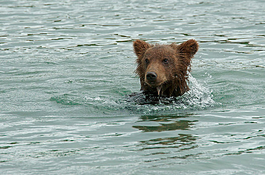 棕熊,幼小,游泳,水中,湖,堪察加半岛,俄罗斯,欧洲