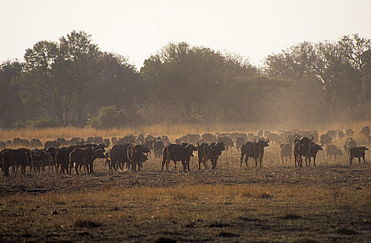 博茨瓦纳,奥卡万戈三角洲,南非水牛,牧群