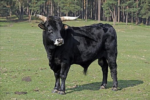 野牛,欧洲野牛