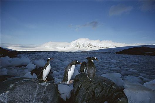 巴布亚企鹅,通勤,生物群,港口,岛屿,南极半岛,南极