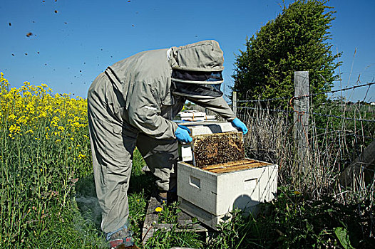 养蜂人,框架,西部,蜜蜂,意大利蜂,蜂窝,油菜,甘蓝型油菜,作物,兰开夏郡,英格兰,英国,欧洲