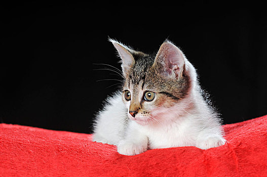 小,家猫,鲭,白色,7星期大,躺着,红色,毯子,奥地利,欧洲