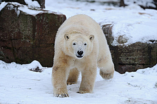 北极熊,走,雪中