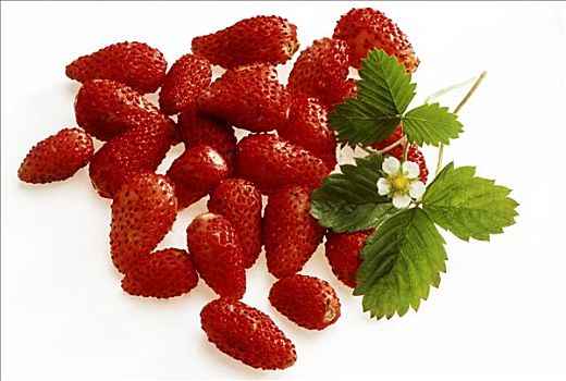 野草莓,草莓叶,花