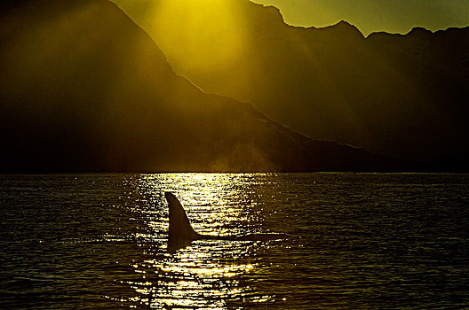 逆戟鲸,日落,挪威,欧洲