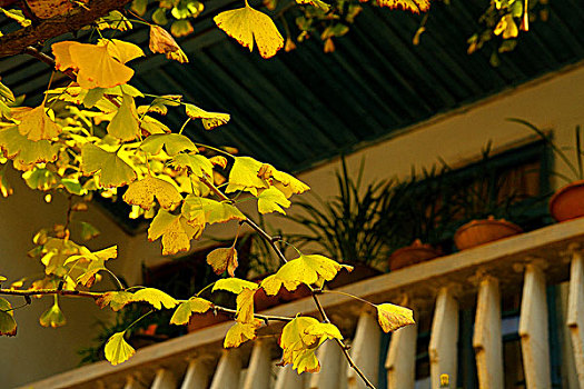 宿舍前的秋季银杏叶