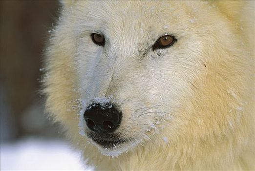 北极狼,狼,白色,雪地,爱达荷