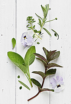 药草,紫罗兰,花,白色,表面