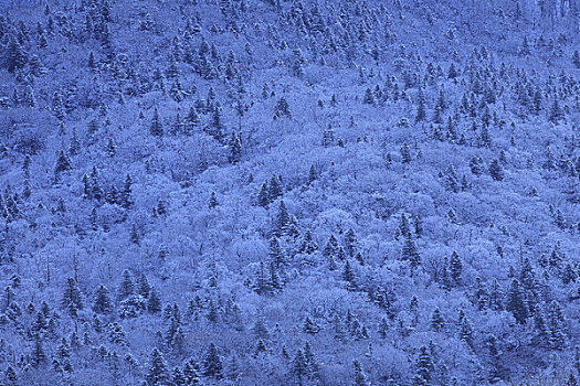 雪,树林,山