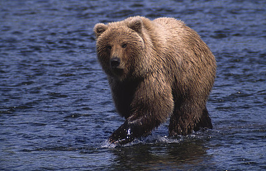 棕熊,觅食,河,阿拉斯加,美国