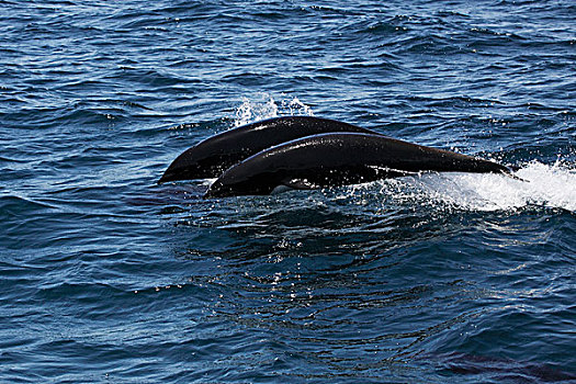 北方,露脊鲸,海豚,北部,一对,跳跃,蒙特利湾,加利福尼亚