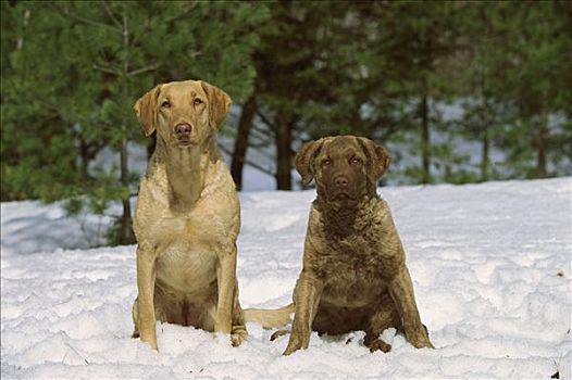 切萨皮克湾寻猎犬,狗,成年,小狗,坐,雪中