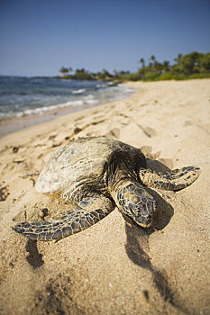 海龟,海滩,靠近,夏威夷大岛,夏威夷